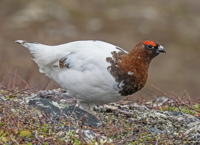 Framed Print : Willow ptarmigan (Lagopus lagopus) male walking in breeding territory, Skallelva valley, Varanger Fjord, Finnmark, Norway. June Framed Print : Willow ptarmigan (Lagopus lagopus) male walking in breeding territory, Skallelva valley, Varanger Fjord, Finnmark, Norway. June