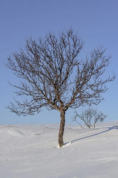 Willow ptarmigan (Lagopus lagopus) resting in snow, Taymyr Peninsula, Siberia, Russia
