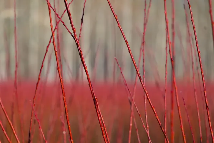 Framed Print : Willow (Salix) plantation, Cuenca, Castilla-La Mancha, Spain, December