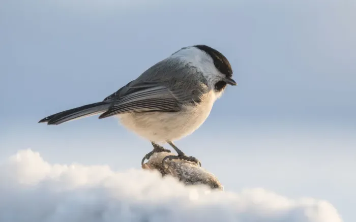 Framed Print : Willow tit (Parus montanus), in snow, Finland, February Framed Print : Willow tit (Parus montanus), in snow, Finland, February