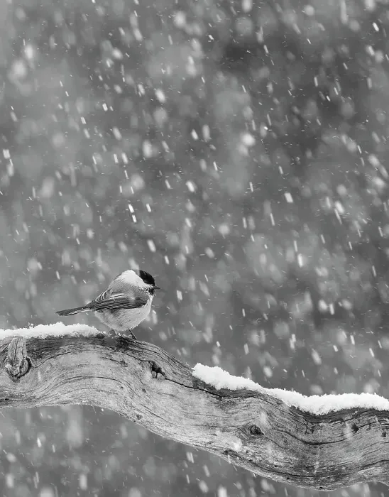 Framed Print : Willow Tit (Parus montanus) in snow, Mainua, Kajaani, Finland, March Framed Print : Willow Tit (Parus montanus) in snow, Mainua, Kajaani, Finland, March