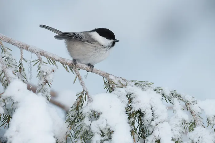 Framed Print : Willow tit (Poecile montanus) perched on snow-covered branch, Oulanka National Park, Finland. January