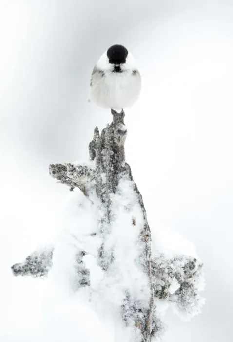 Framed Print : Willow Tit (Poecile montanus) on a snowy branch. Utsjoki, Finland, February Framed Print : Willow Tit (Poecile montanus) on a snowy branch. Utsjoki, Finland, February
