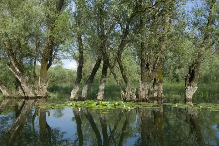 Framed Print : Willow trees (Salix) growing in water, Lake Skadar, Lake Skadar National Park, Montenegro Framed Print : Willow trees (Salix) growing in water, Lake Skadar, Lake Skadar National Park, Montenegro