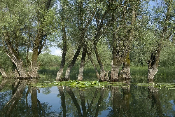 Willow trees (Salix) growing in water, Lake Skadar, Lake Skadar National Park, Montenegro
