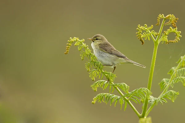 Willow warbler (Phylloscopus trochilus) perched on fern, Murlough Nature Reserve