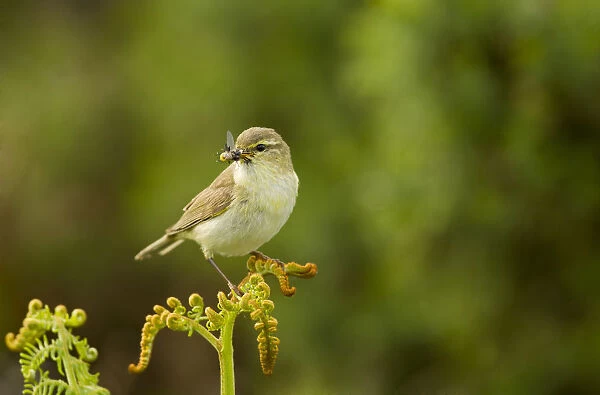 Willow warbler (Phylloscopus trochilus) perched on fern with prey in beak, Murlough Nature Reserve