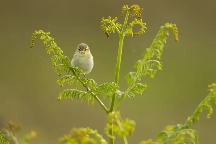 Framed Print : Willow warbler (Phylloscopus trochilus) perched on Bracken, Murlough Nature Reserve