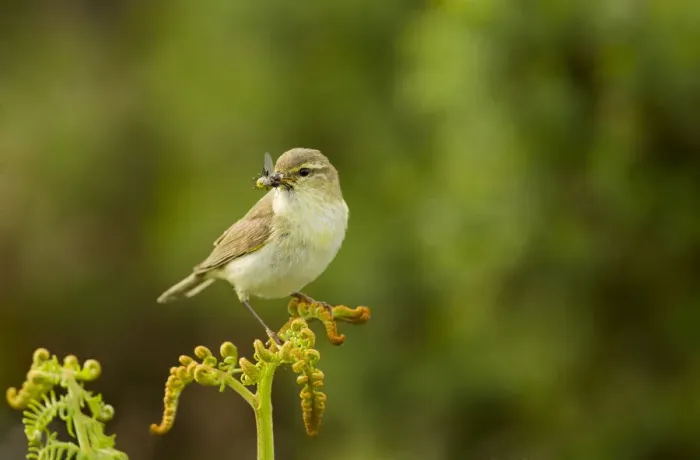 Framed Print : Willow warbler (Phylloscopus trochilus) perched on fern with prey in beak, Murlough Nature Reserve Framed Print : Willow warbler (Phylloscopus trochilus) perched on fern with prey in beak, Murlough Nature Reserve