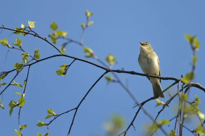 Framed Print : Willow warbler (Phylloscopus trochilus) singing in birch tree at Frensham Common nature reserve Framed Print : Willow warbler (Phylloscopus trochilus) singing in birch tree at Frensham Common nature reserve