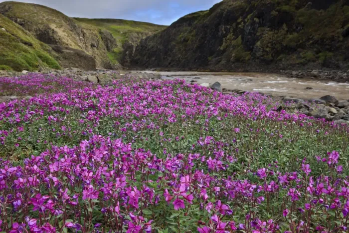 Framed Print : Willowherb (fireweed) {Epilobium latifolium} flowering by a stream, Qeqertarsuaq Framed Print : Willowherb (fireweed) {Epilobium latifolium} flowering by a stream, Qeqertarsuaq