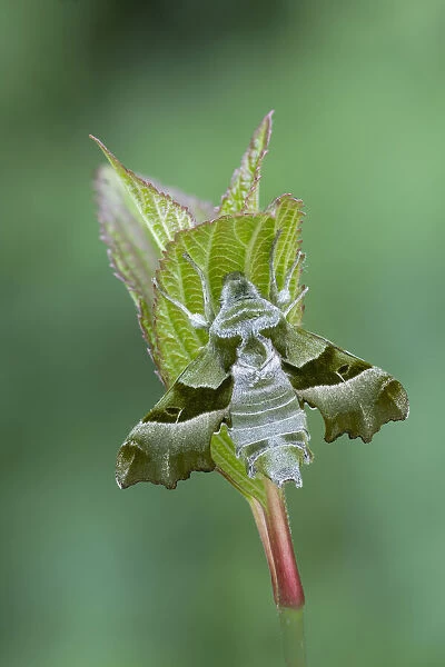 Willowherb hawkmoth (Proserpinus proserpina) resting on a leaf, Gavarnie, South of France. June