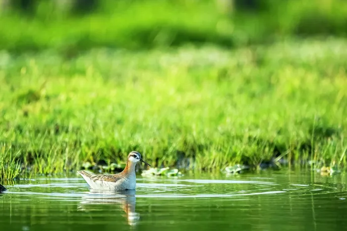 Framed Print : Wilson's phalarope (Phalaropus tricolor) swimming in circles on canal whilst feeding, Xochimilco, Mexico City, Mexico Framed Print : Wilson's phalarope (Phalaropus tricolor) swimming in circles on canal whilst feeding, Xochimilco, Mexico City, Mexico