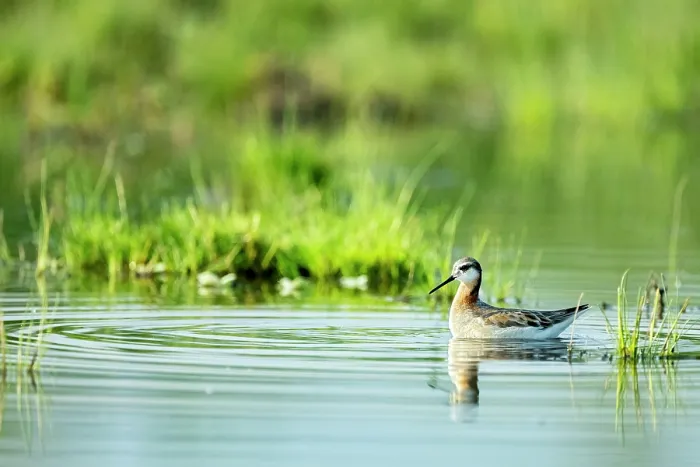 Framed Print : Wilson's phalarope (Phalaropus tricolor) on water, Xochimilco, Mexico City, Mexico Framed Print : Wilson's phalarope (Phalaropus tricolor) on water, Xochimilco, Mexico City, Mexico