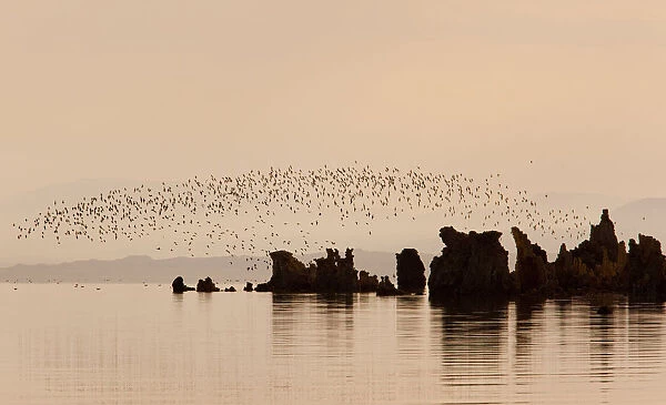 Wilsons Phalaropes (Phalaropus tricolor), flock flying over tufa formations at Mono Lake