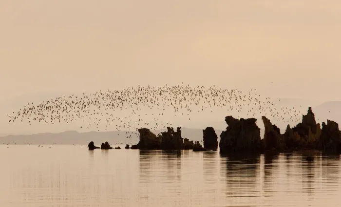 Framed Print : Wilsons Phalaropes (Phalaropus tricolor), flock flying over tufa formations at Mono Lake Framed Print : Wilsons Phalaropes (Phalaropus tricolor), flock flying over tufa formations at Mono Lake