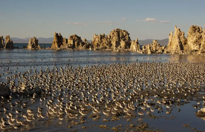 Framed Print : Wilsons Phalaropes (Phalaropus tricolor) large flock on the shore at Mono Lake in late summer