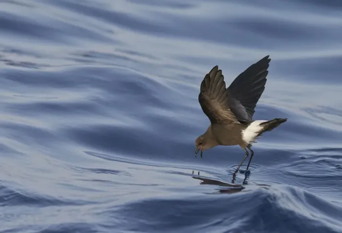 Framed Print : Wilsons Storm Petrel (Oceanites oceanicus) feeding whilst walking on water Framed Print : Wilsons Storm Petrel (Oceanites oceanicus) feeding whilst walking on water