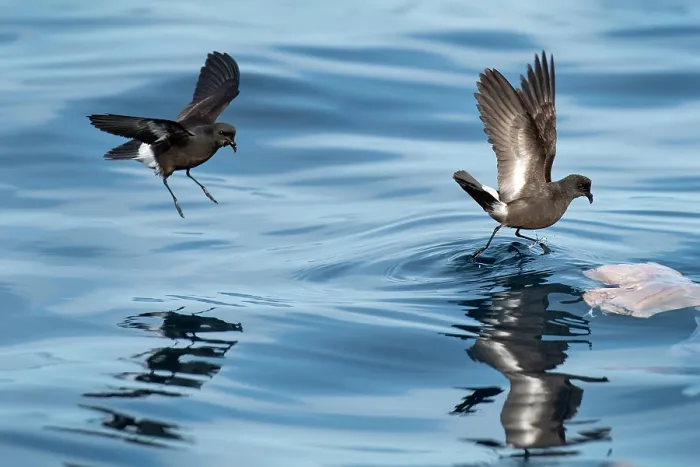 Framed Print : Two Wilson's storm petrels (Oceanites oceanicus) landing on water surface to feed, Portugal, Atlantic Ocean