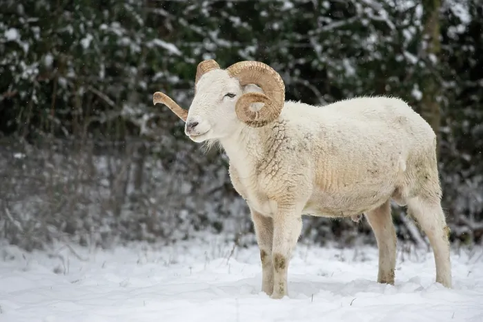 Framed Print : Wiltshire horn (Ovis aries) ram standing in snow, Ludgershall Castle, Wiltshire, UK. March. Rare native breed Framed Print : Wiltshire horn (Ovis aries) ram standing in snow, Ludgershall Castle, Wiltshire, UK. March. Rare native breed