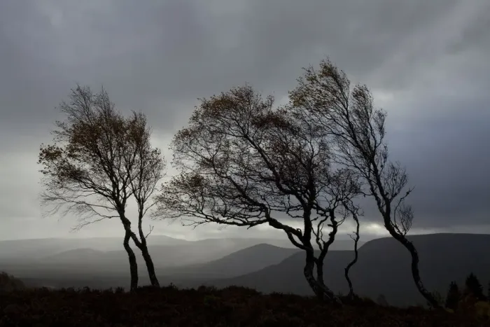 Framed Print : Windswept Silver birch trees (Betula pendula) silhouetted against sky, Cairngorms National Park Framed Print : Windswept Silver birch trees (Betula pendula) silhouetted against sky, Cairngorms National Park