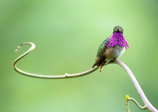 Wine throated hummingbird (Selasphorus ellioti) male, courtship display, Cloud forest, Atitlan Volcano, Solola, Guatemala