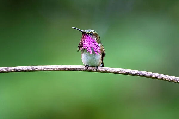 Wine throated hummingbird (Selasphorus ellioti) male, courtship display, Cloud forest, Atitlan Volcano, Solola, Guatemala