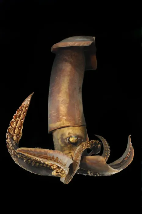 Framed Print : Wing-armed squid (Stenoteuthis pteropus) - deep sea specimen from South Atlantic Framed Print : Wing-armed squid (Stenoteuthis pteropus) - deep sea specimen from South Atlantic