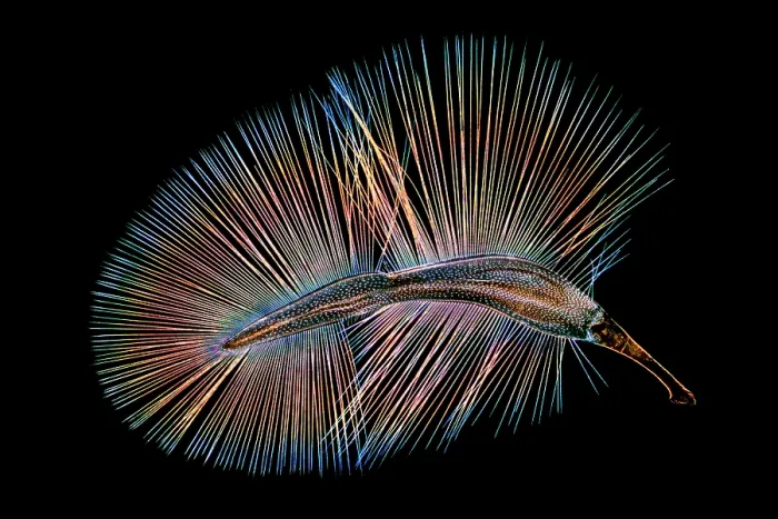 Framed Print : Wing of a Featherwing beetle (Ptiliidae), which include the smallest beetles in the world Framed Print : Wing of a Featherwing beetle (Ptiliidae), which include the smallest beetles in the world