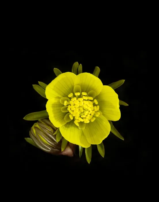 Framed Print : Winter aconite (Eranthis hyemalis) flower and bud. Ring of nectaries formed from petals Framed Print : Winter aconite (Eranthis hyemalis) flower and bud. Ring of nectaries formed from petals