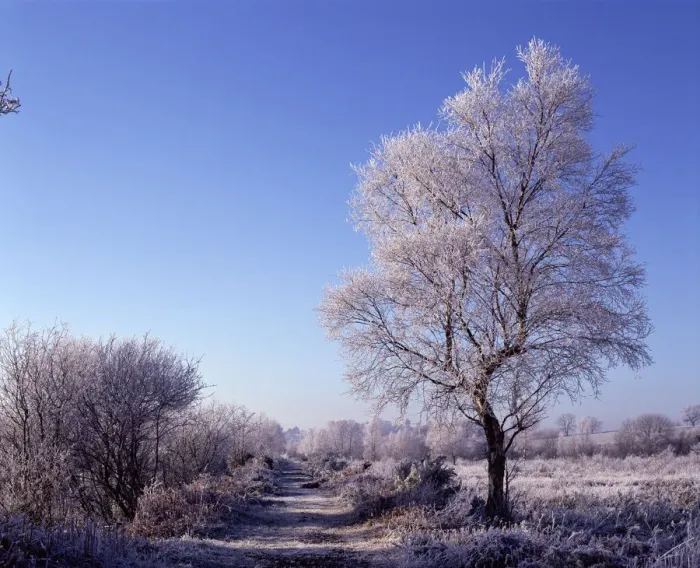 Framed Print : Winter landscape with hoar frost, Brackagh Moss NNR, Portadown, County Down, Northern Ireland