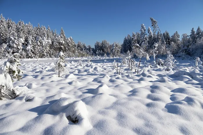 Framed Print : Winter moorland scene with snow-covered trees and blue sky, moor, Upper Bavaria, Germany. December, 2023 Framed Print : Winter moorland scene with snow-covered trees and blue sky, moor, Upper Bavaria, Germany. December, 2023