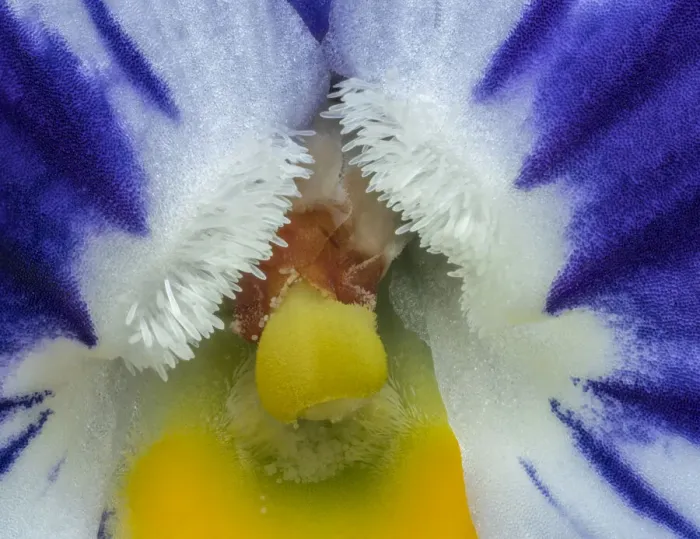 Framed Print : Winter pansy (Viola sp) close up in garden, Banbridge, County Down