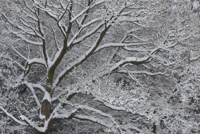 Framed Print : Winter scene with mature tree branches covered in snow, Herefordshire, England, UK Framed Print : Winter scene with mature tree branches covered in snow, Herefordshire, England, UK