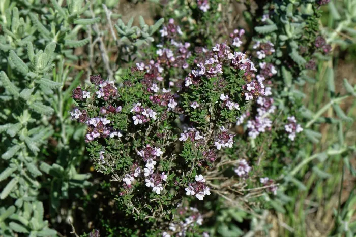 Framed Print : Winter thyme (Thymus hyemalis) in flower, Cabo de Gata-Nijar Natural Park, Almeria, Spain. March Framed Print : Winter thyme (Thymus hyemalis) in flower, Cabo de Gata-Nijar Natural Park, Almeria, Spain. March