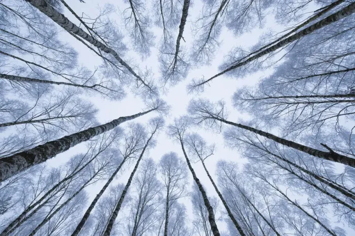 Framed Print : Wintery forest of Silver Birches (Betula pendula) photographed from below with a wide angle lens. Białowieła National Park, Poland. January Framed Print : Wintery forest of Silver Birches (Betula pendula) photographed from below with a wide angle lens. Białowieła National Park, Poland. January