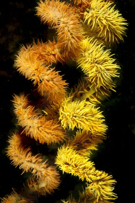 Framed Print : Wire coral colonies (Cirrhipathes spiralis), two spirals. Reef in Komodo area, Indonesia Framed Print : Wire coral colonies (Cirrhipathes spiralis), two spirals. Reef in Komodo area, Indonesia