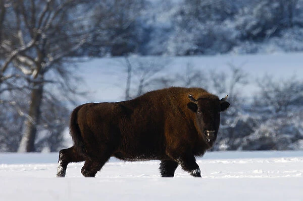 Wisent  /  European bison (Bison bonasus) walking through snow. Bieszczady, Carpathian Mountains