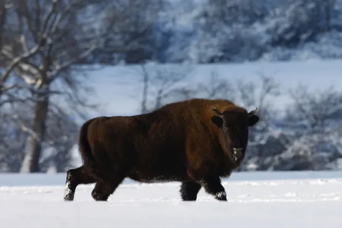 Framed Print : Wisent / European bison (Bison bonasus) walking through snow. Bieszczady, Carpathian Mountains Framed Print : Wisent / European bison (Bison bonasus) walking through snow. Bieszczady, Carpathian Mountains