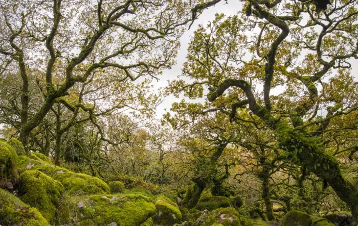 Framed Print : Wistmans Wood, forest of Pedunculate oaks (Quercus robur) on Dartmoor in Devon, England Framed Print : Wistmans Wood, forest of Pedunculate oaks (Quercus robur) on Dartmoor in Devon, England