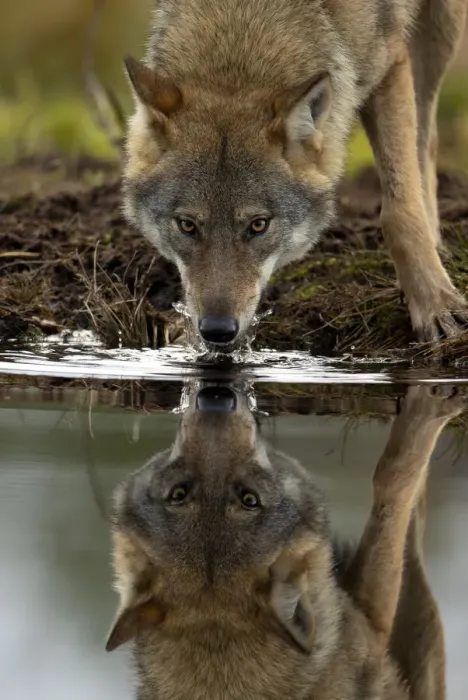 Framed Print : Wolf (Canis lupus) drinking water from lake, with reflection, Finland. September Framed Print : Wolf (Canis lupus) drinking water from lake, with reflection, Finland. September