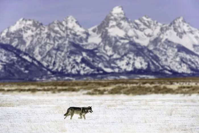 Framed Print : Wolf (Canis lupus) lone male walking in shadow of the Teton Mountains Framed Print : Wolf (Canis lupus) lone male walking in shadow of the Teton Mountains