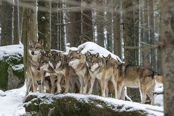Wolf (Canis lupus) pack huddling together in snow-covered forest, Sumava National Park, Bohemian Forest, Czech Republic. Captive