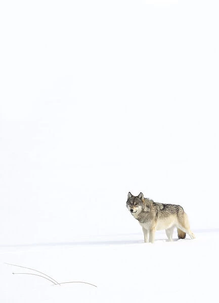 Wolf (Canis lupus) standing in snow, Yellowstone National Park, USA. January
