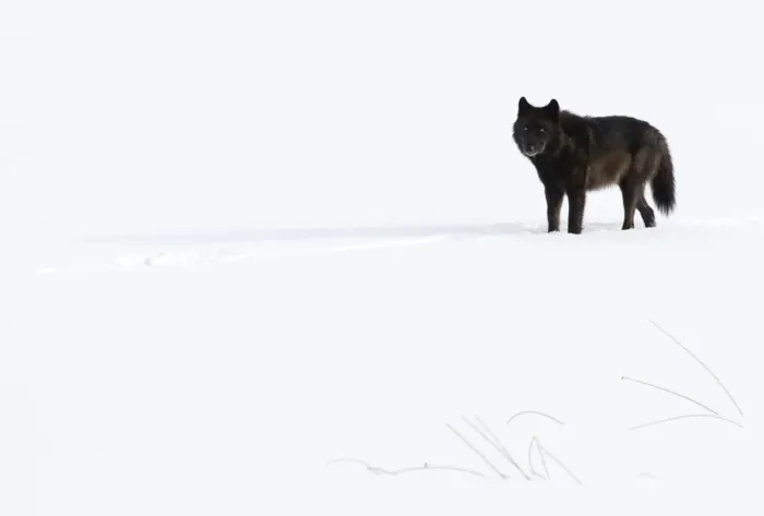 Framed Print : Wolf (Canis lupus) standing in snow, Yellowstone National Park, USA. January
