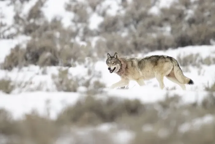 Framed Print : Wolf (Canis lupus) walking in snow, Yellowstone National Park, USA. January Framed Print : Wolf (Canis lupus) walking in snow, Yellowstone National Park, USA. January
