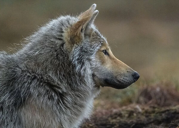 Wolf (Canis lupus), young male, portrait. Kiekinkoski, Finland. June
