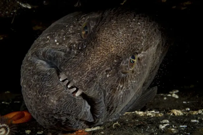 Framed Print : Wolf eel (Anarrhichthys ocellatus), portrait, Vancouver Island, British Columbia, Canada, Pacific Ocean Framed Print : Wolf eel (Anarrhichthys ocellatus), portrait, Vancouver Island, British Columbia, Canada, Pacific Ocean