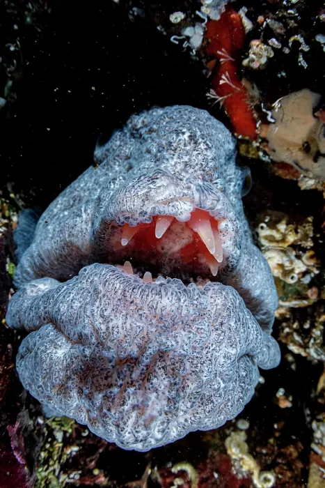 Framed Print : Wolf eel (Anarrhichthys ocellatus) head portrait, off Vancouver Island, British Columbia, Canada, Pacific Ocean Framed Print : Wolf eel (Anarrhichthys ocellatus) head portrait, off Vancouver Island, British Columbia, Canada, Pacific Ocean