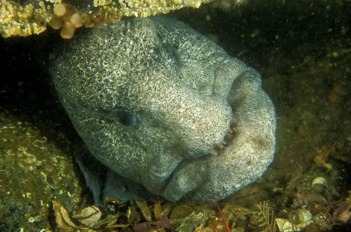 Framed Print : Wolf-eel (Anarrhichthys ocellatus) Vancouver Island, British Columbia, Pacific Ocean